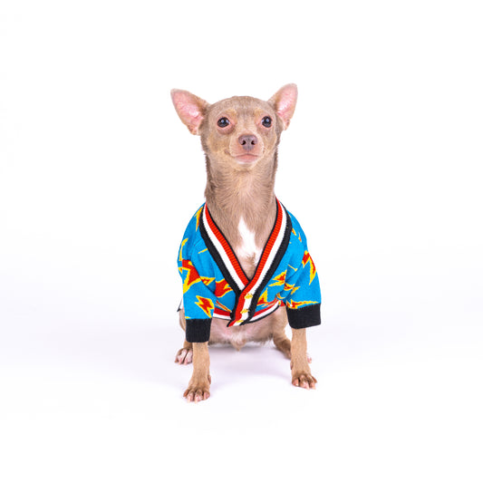 Chihuahua blue cardigan