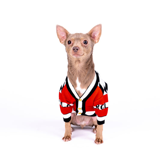 Cute Chihuahua wearing clothes